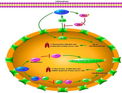 TC2N: A Novel Vital Oncogene or Tumor Suppressor Gene In Cancers